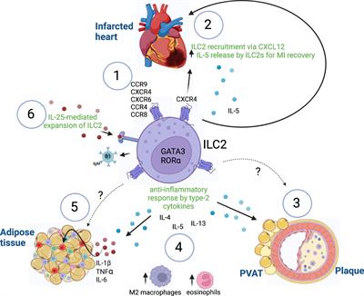 ILC2-mediated immune crosstalk in chronic (vascular) inflammation